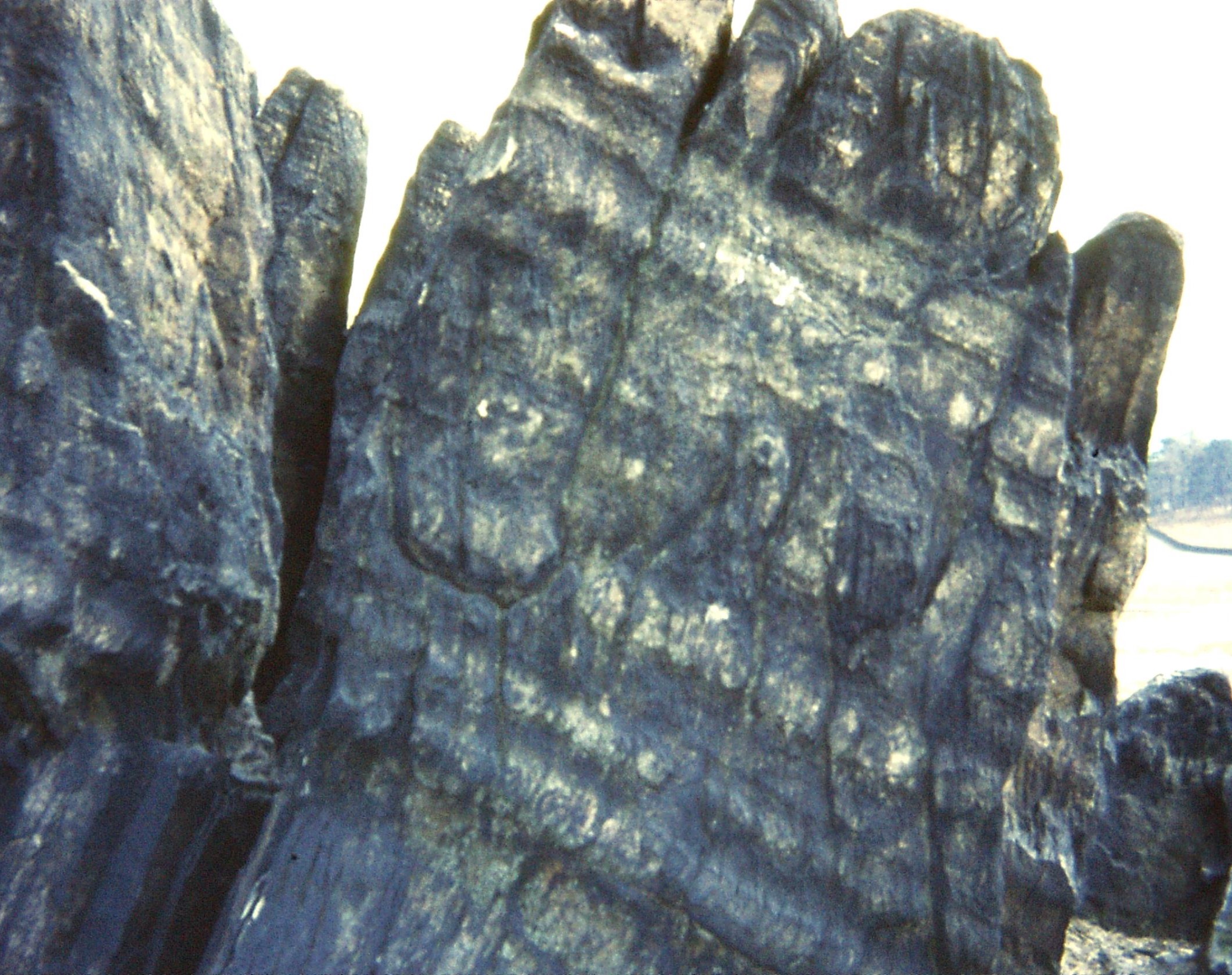1976.04.03 Charnwood Forest11. Bradgate Pk. Beacon Hill Fm volcanosedimentary rocks (Maplewell Gp)