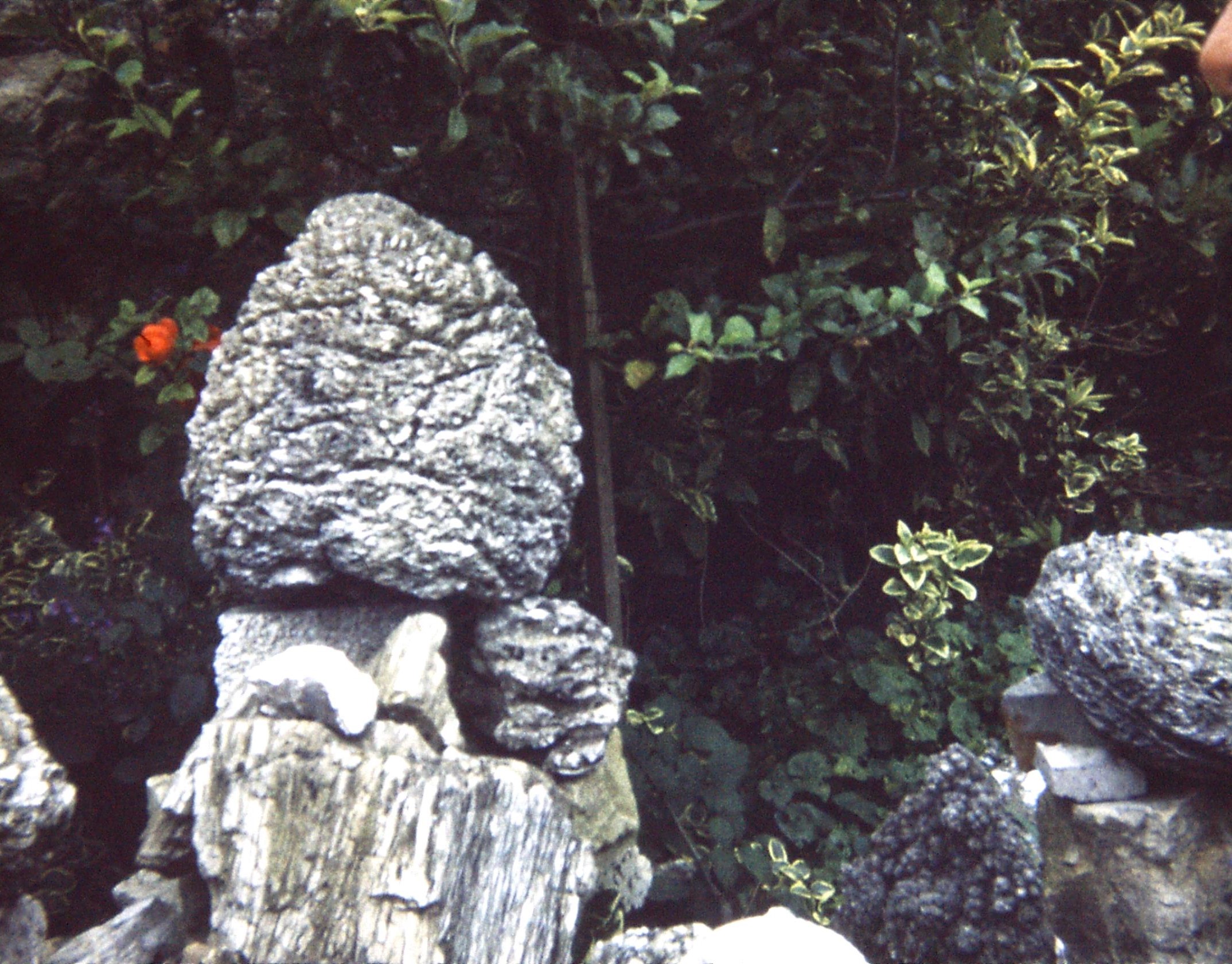 1979 Dorset. Portland. Fossil Garden. Cycad