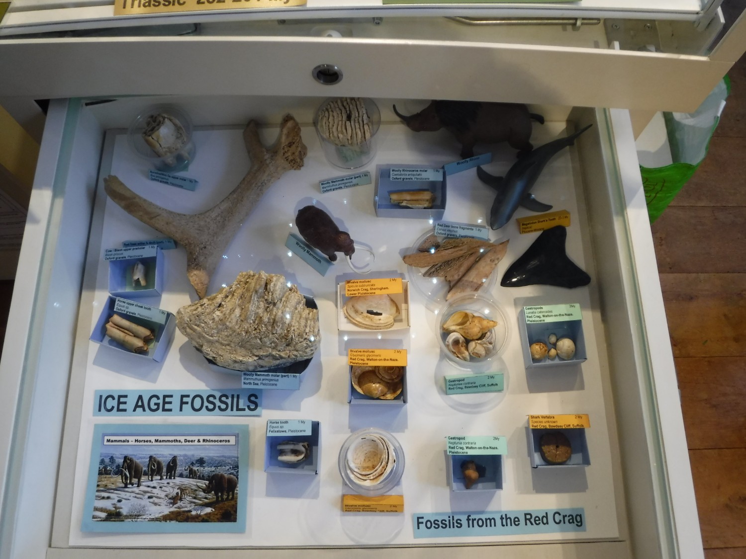 Ice Age Fossils