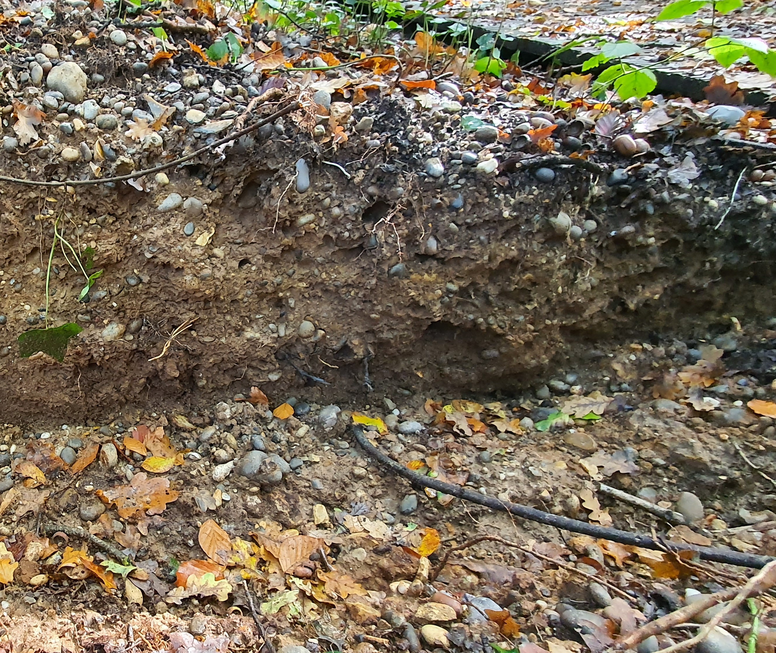 exposed bank showing pebble distribution