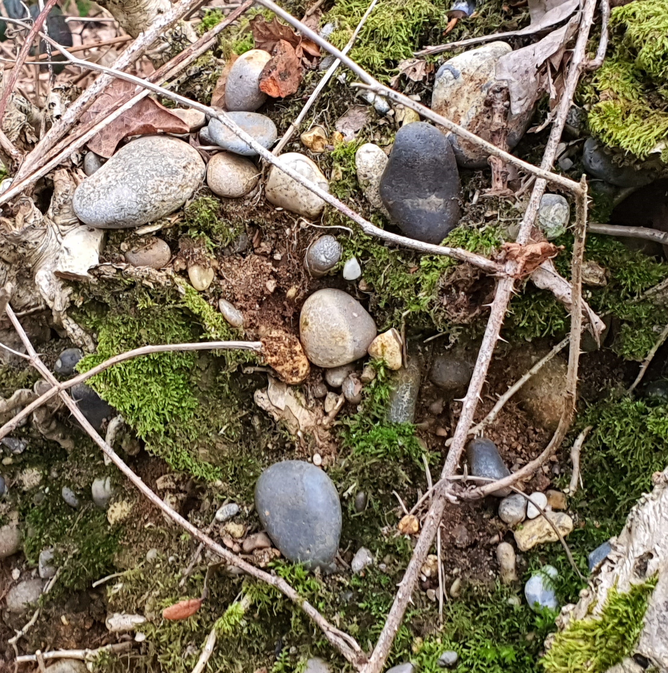 gravel found in a tree root