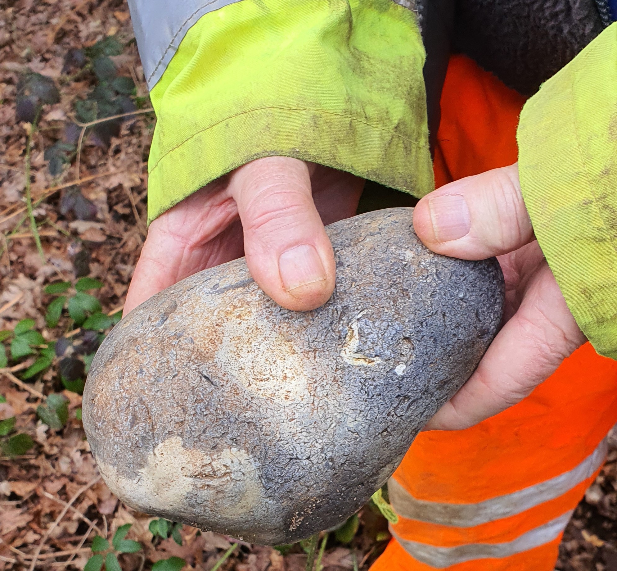 large pebble / cobble from tree root in SSSI
