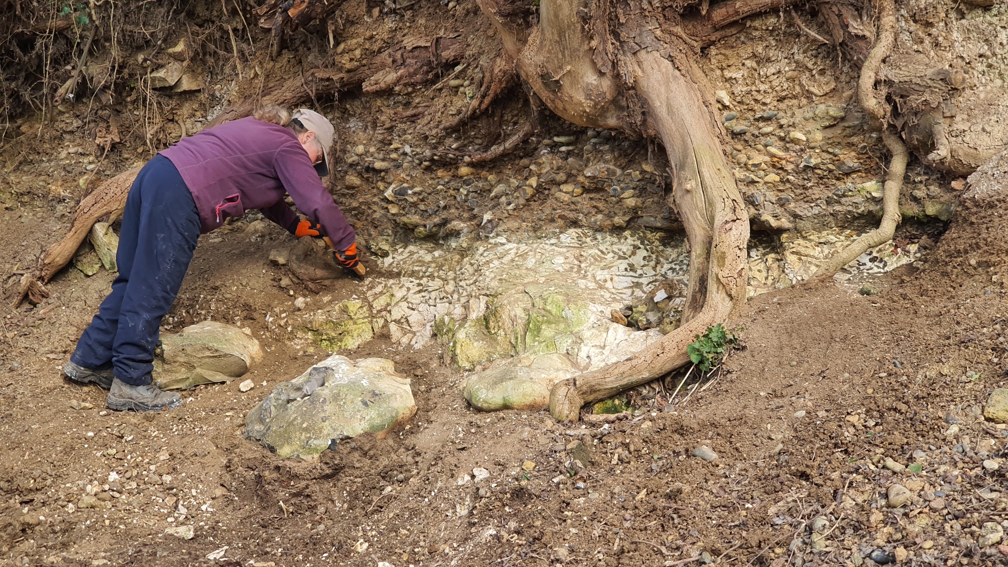 Chalk exposure at Harefield Pit showing trace fossils